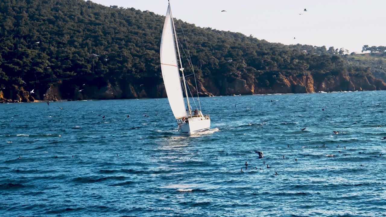 当风帆划过海面时，海鸥和鸬鹚就会飞来飞去视频素材