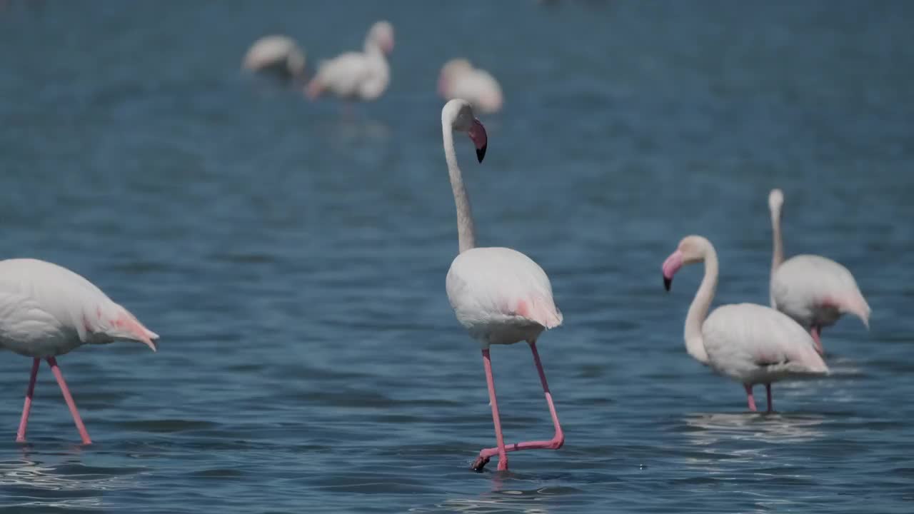 火烈鸟在湿地散步视频素材