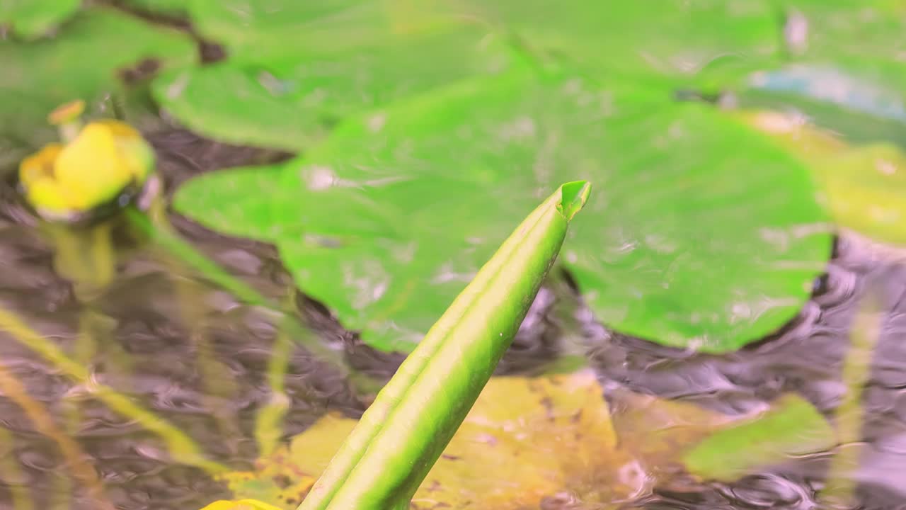 美丽少女(Calopteryx virgo)是一种欧洲豆娘，属于Calopterygidae家族。它经常在水流湍急的水域被发现，那里是它最喜欢的地方。视频素材