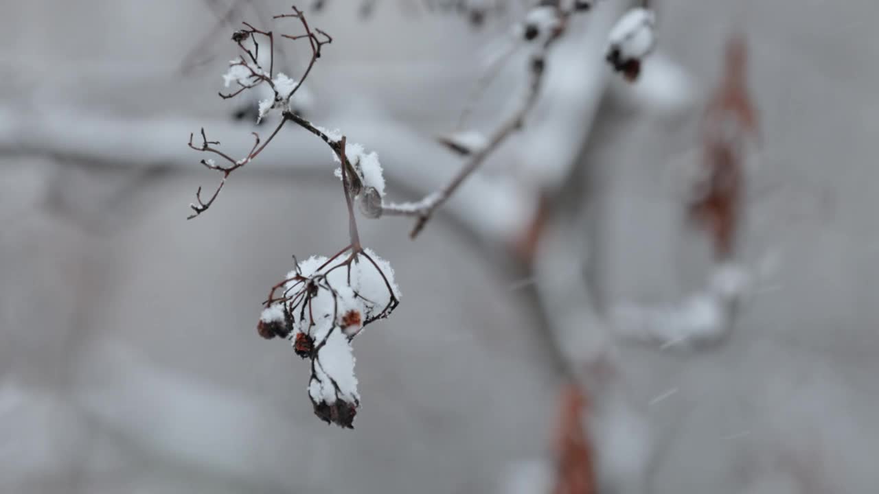 降雪背景下的树枝。片片雪花飘落在冬日的风景中。视频素材