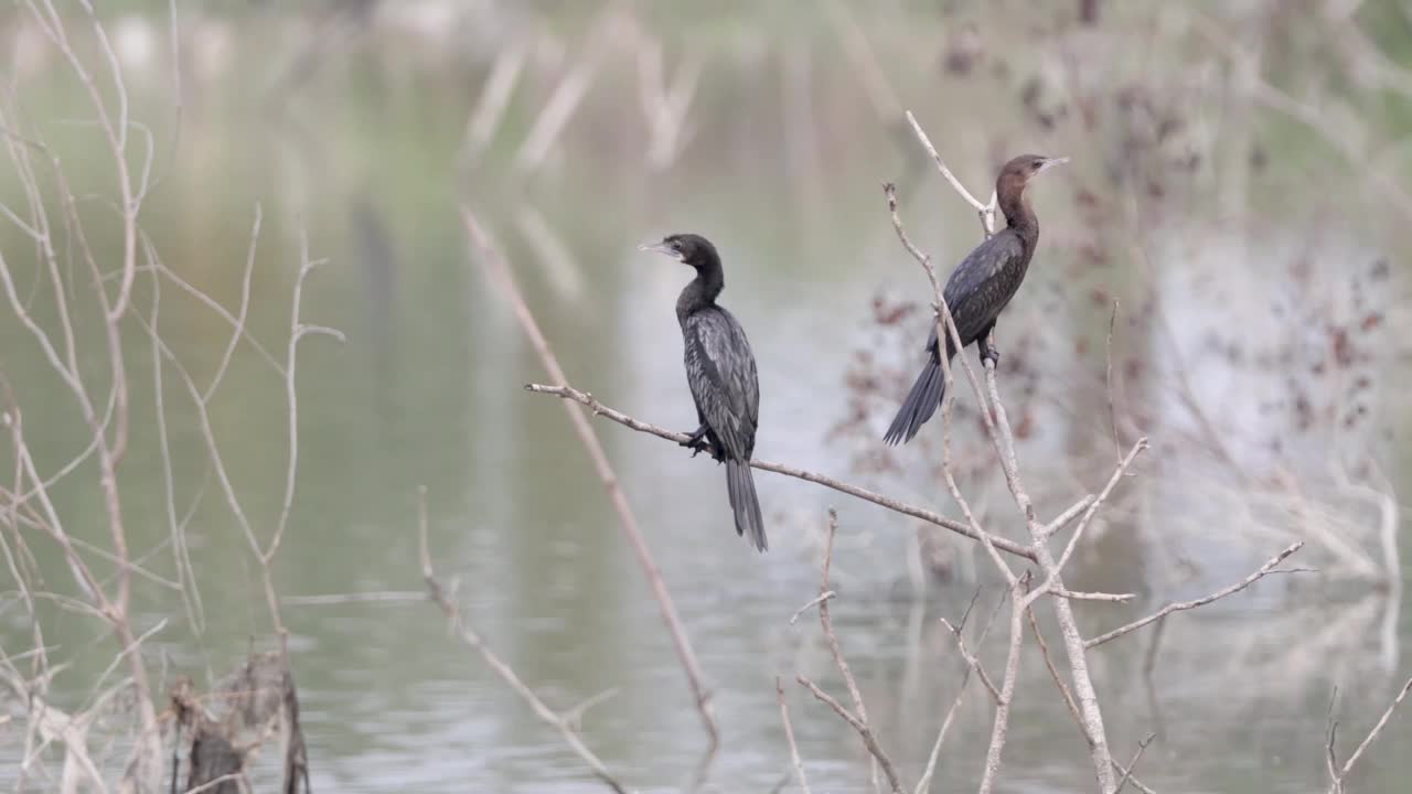 小鸬鹚的特写视频下载