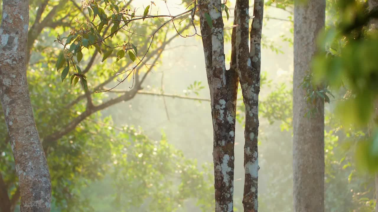 在雾蒙蒙的早晨，阳光透过树林透进来。宁静的自然风光。视频素材