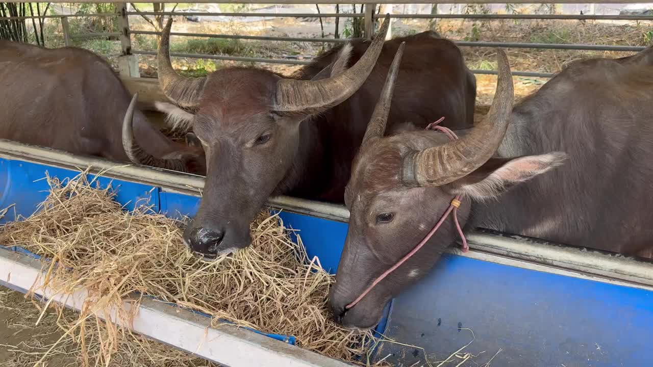 泰国水牛在谷仓里进食的特写视频下载