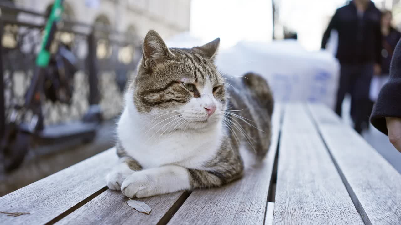 一只心满意足的猫在长凳上享受着人类的抚摸，突出了城市户外空间的宠物友好氛围。视频素材