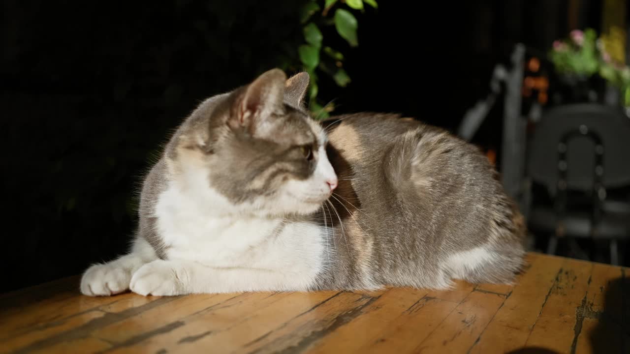 一只深情的印花布猫在夜晚的室内享受着人们温柔的宠物，描绘了爱和动物与人类的纽带。视频素材