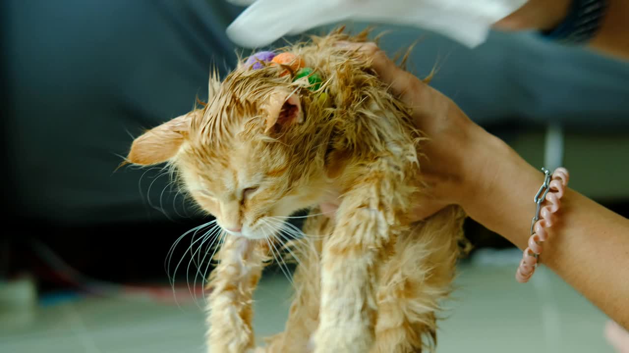 女人的手在给房子里的一只橙色的猫洗澡。视频素材