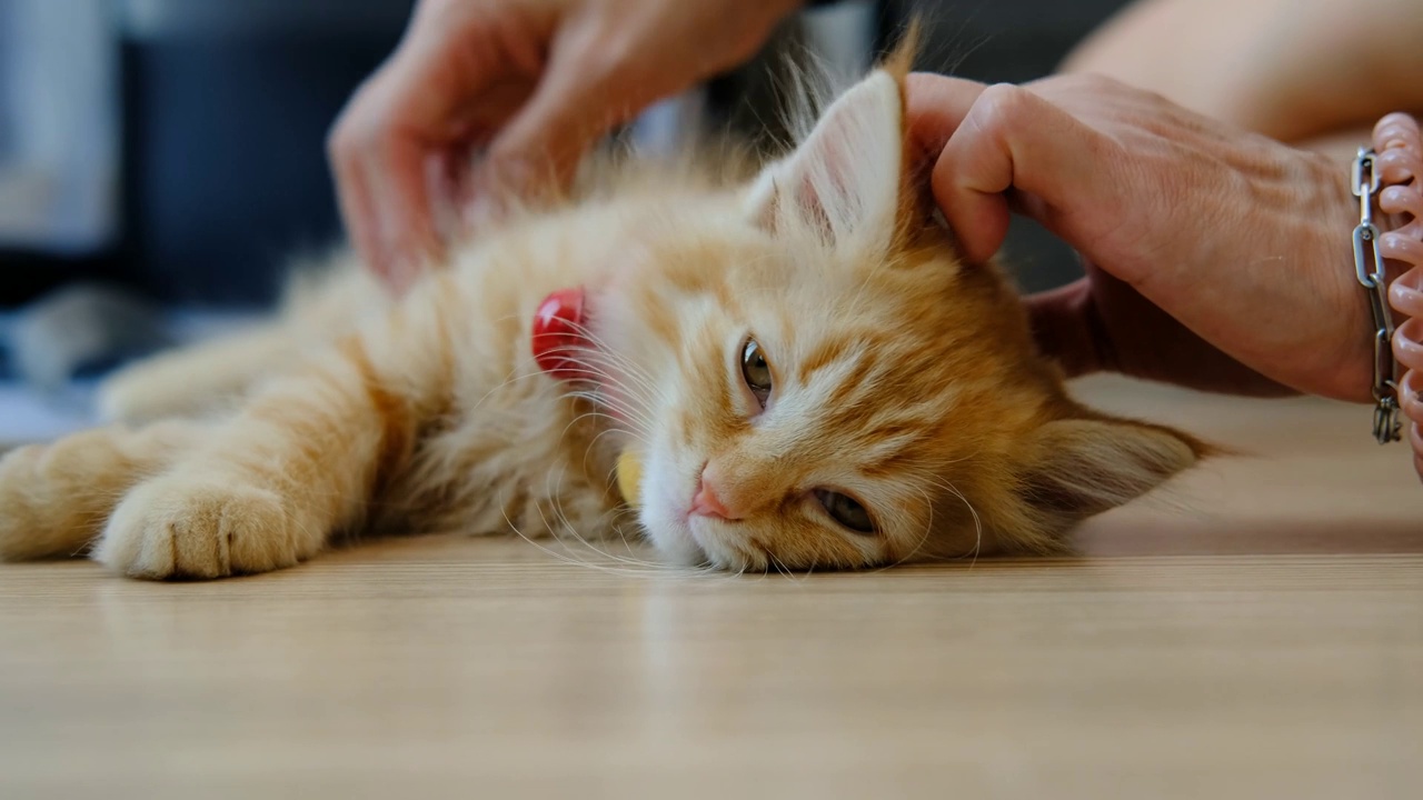 可爱的橙色小猫懒洋洋地躺在床上。视频素材