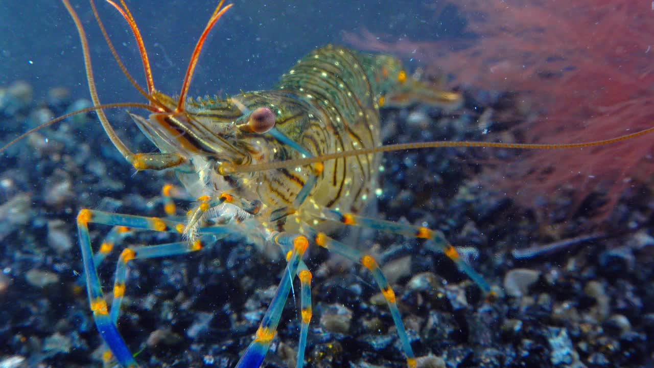 岩池虾(Palaemon elegans)，在贻贝中觅食的虾，黑海视频素材