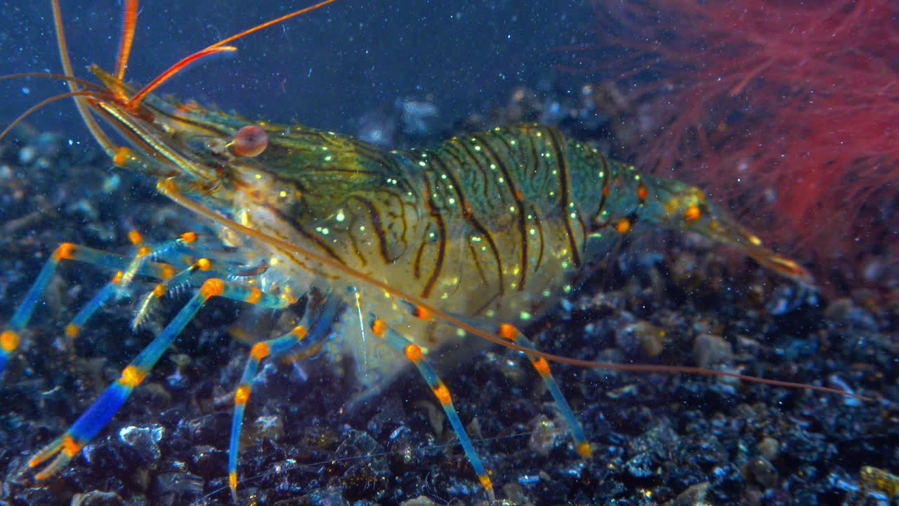 岩池虾(Palaemon elegans)，在贻贝中觅食的虾，黑海视频素材