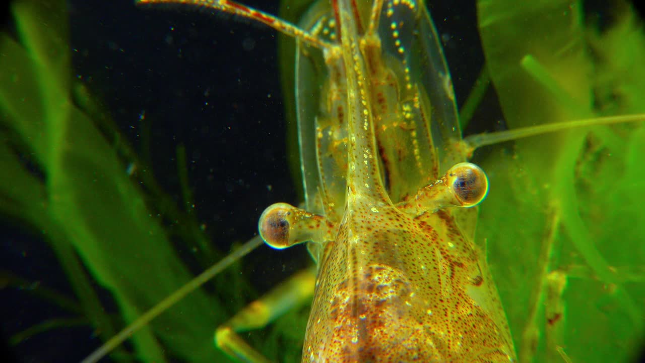 特写，虾波罗的海对虾(Palaemon adspersus)。黑海视频素材