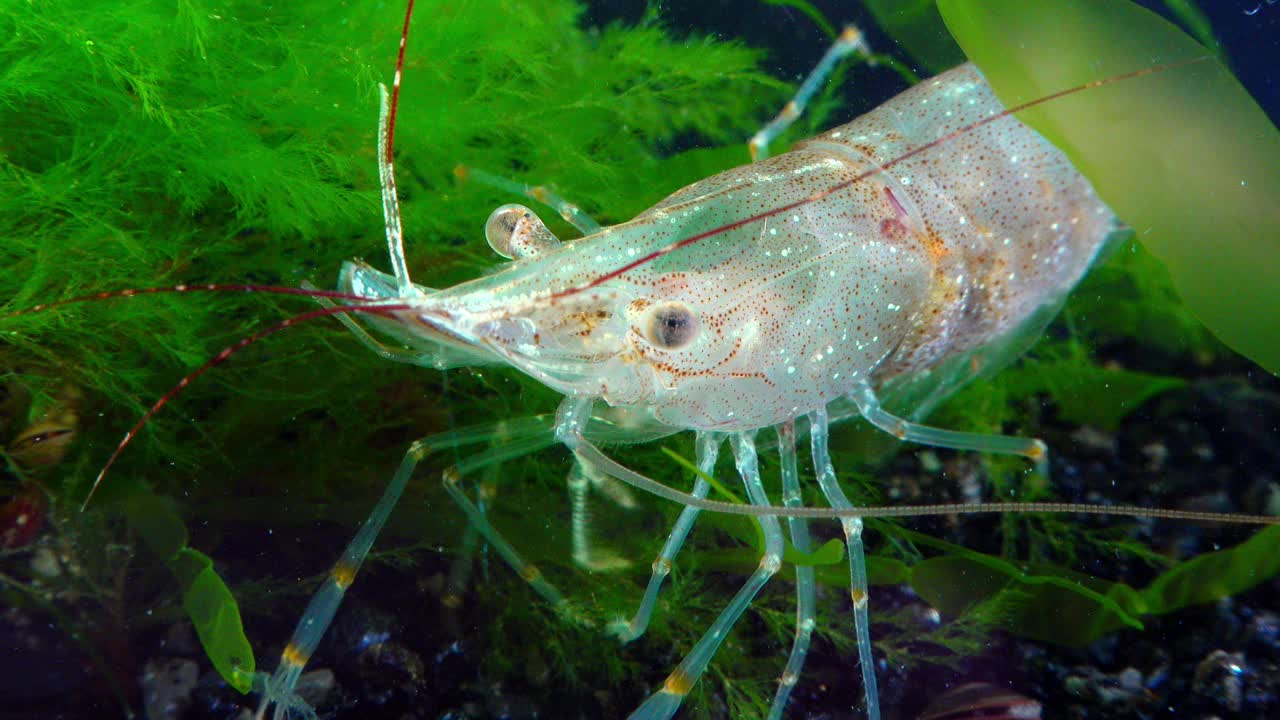 特写，虾波罗的海对虾(Palaemon adspersus)。黑海视频素材