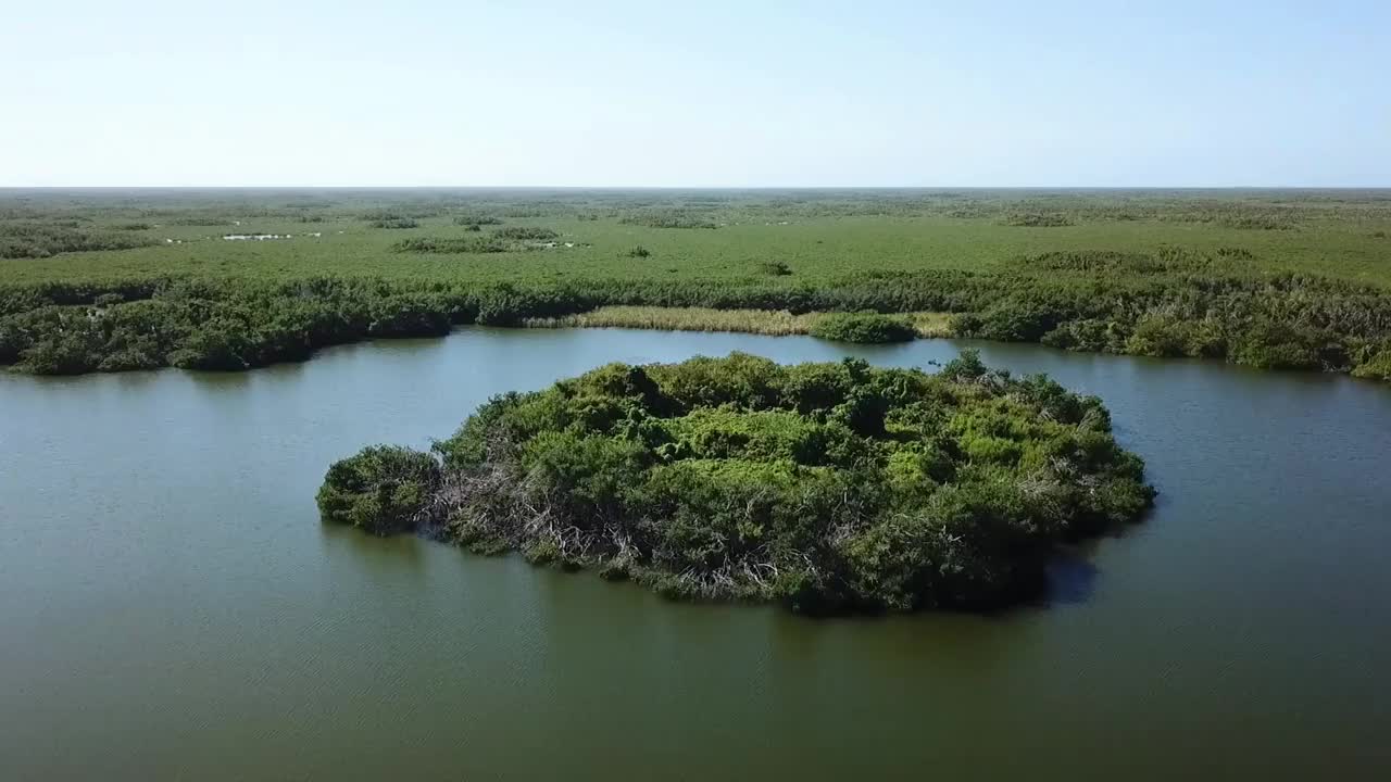 佛罗里达的大沼泽地视频下载