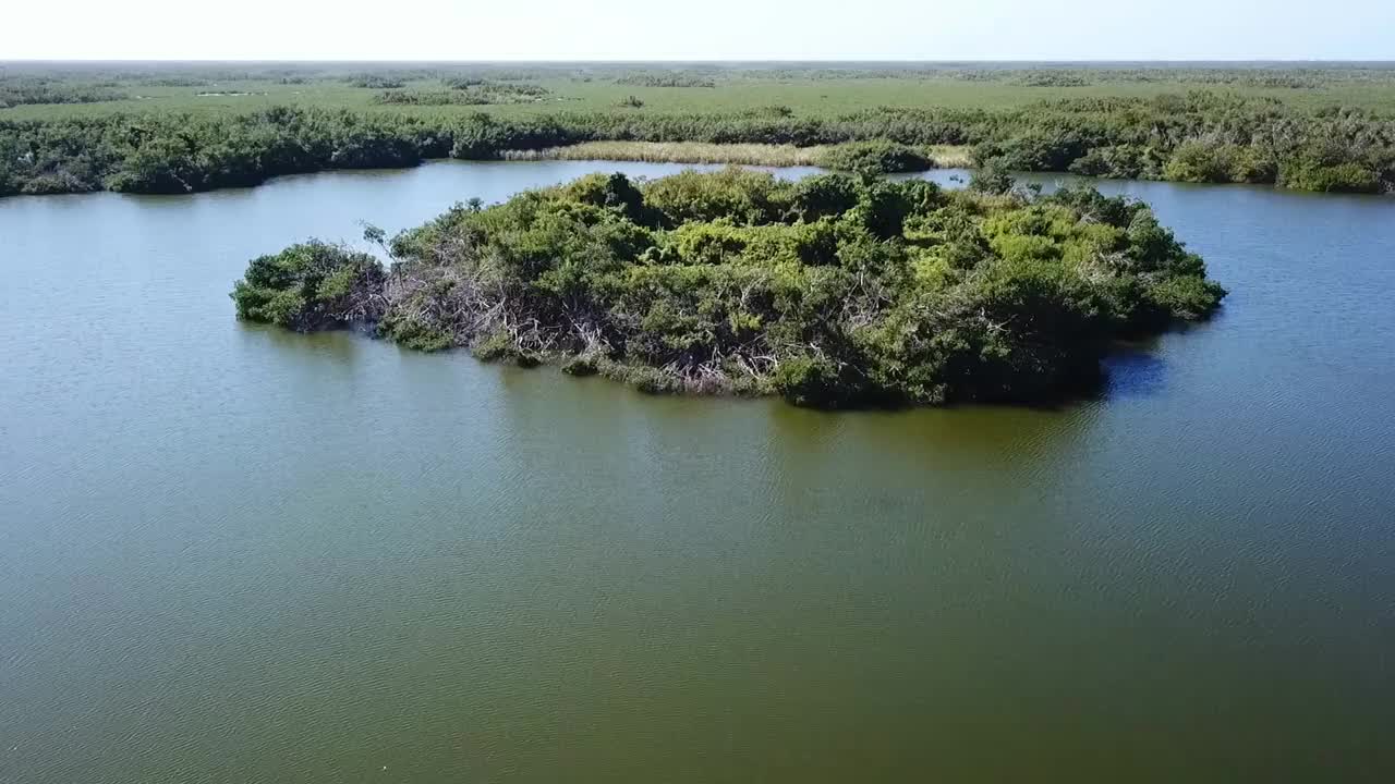 佛罗里达的大沼泽地视频下载