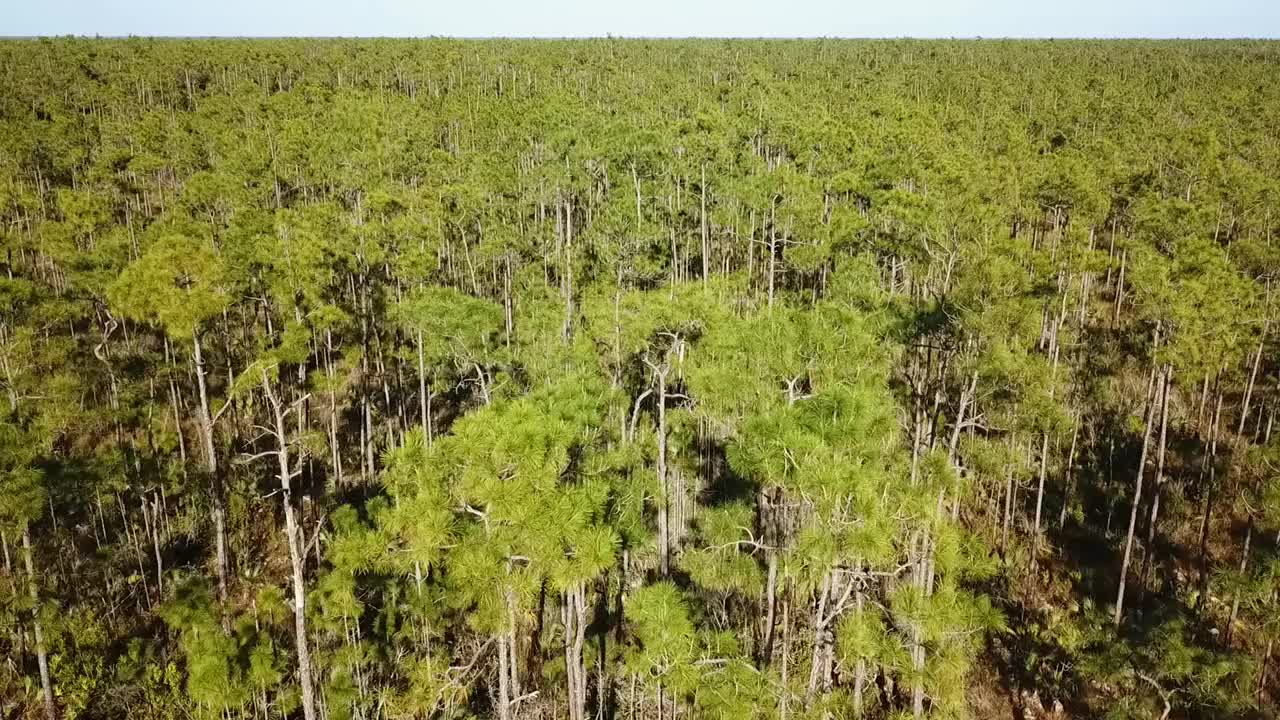 佛罗里达的森林视频下载