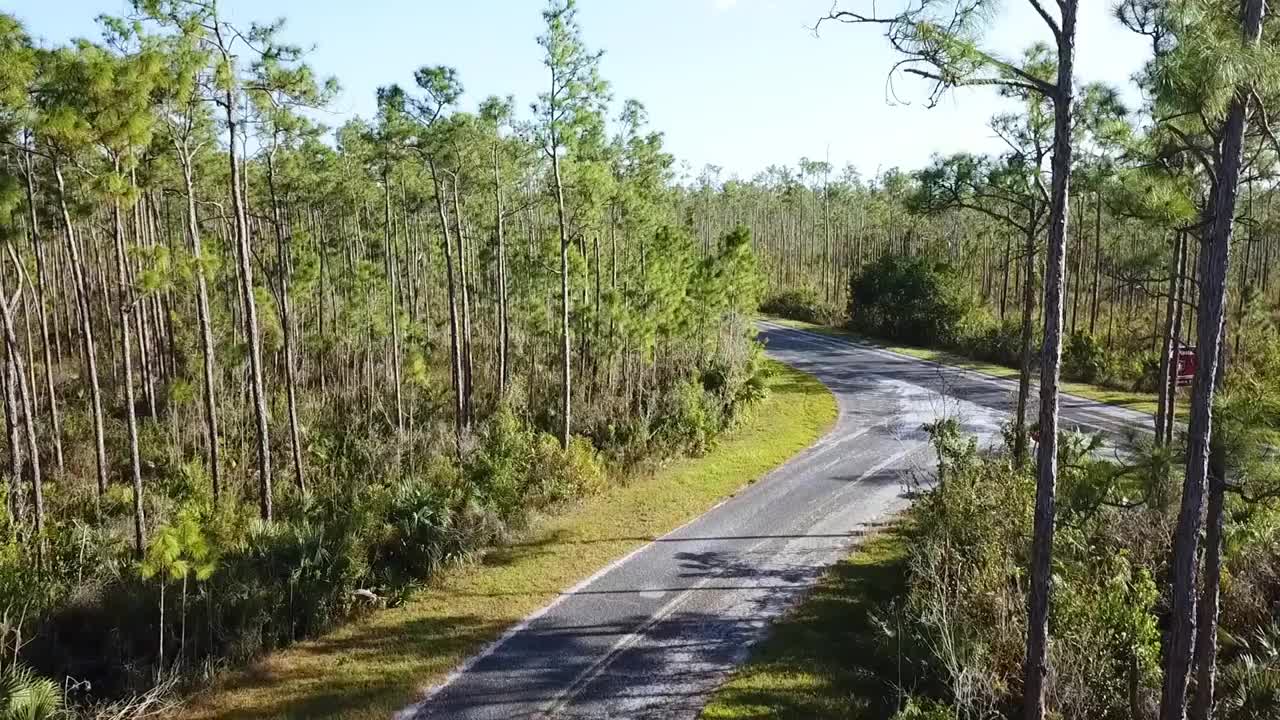 佛罗里达的森林视频下载