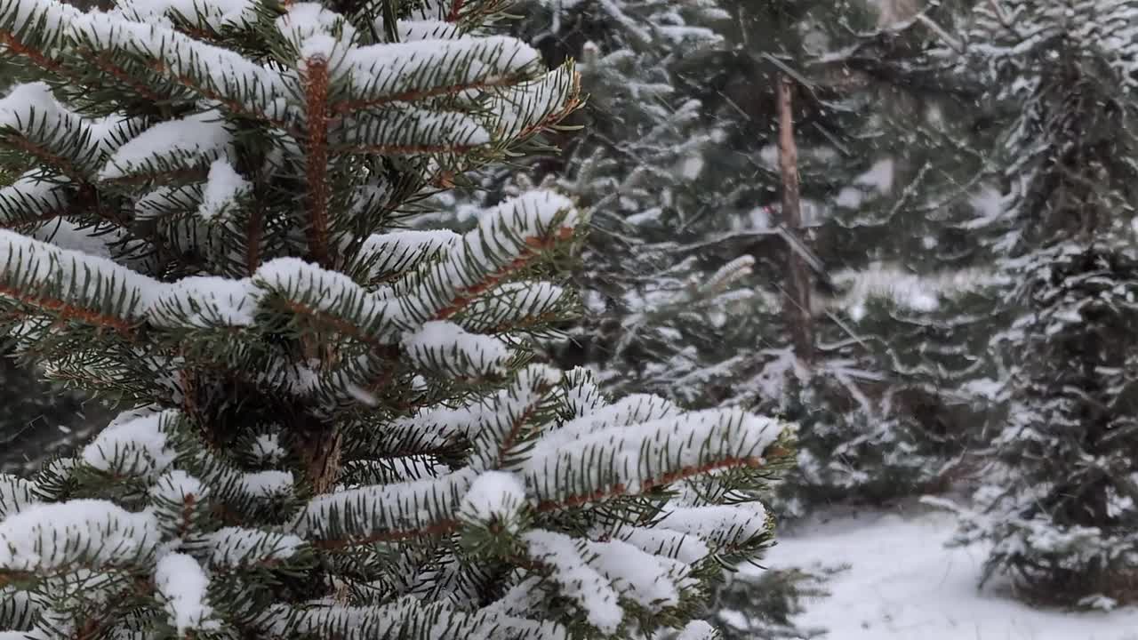 下雪时，雪落在一棵小云杉的树枝上视频素材