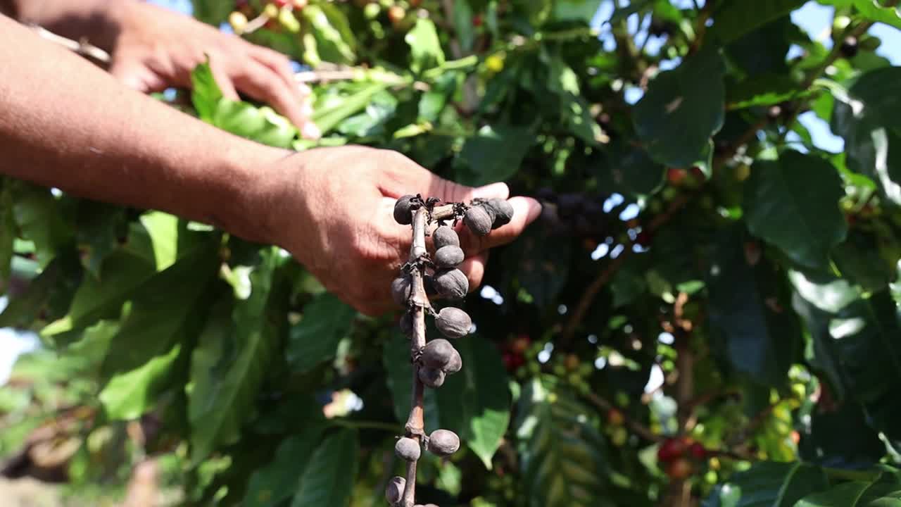 一名男子拿着树上生病的咖啡豆并向镜头展示的特写镜头视频素材