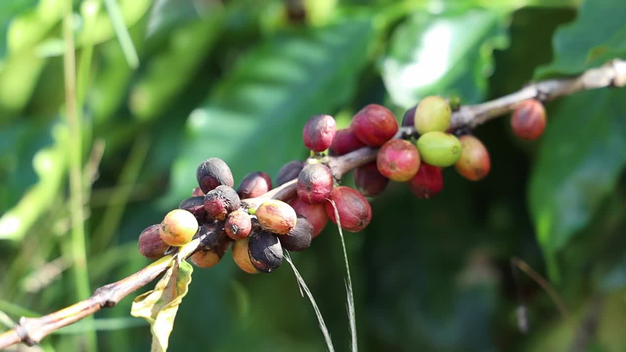 近距离拍摄生病的咖啡豆树枝在阳光下的绿叶模糊的背景视频素材