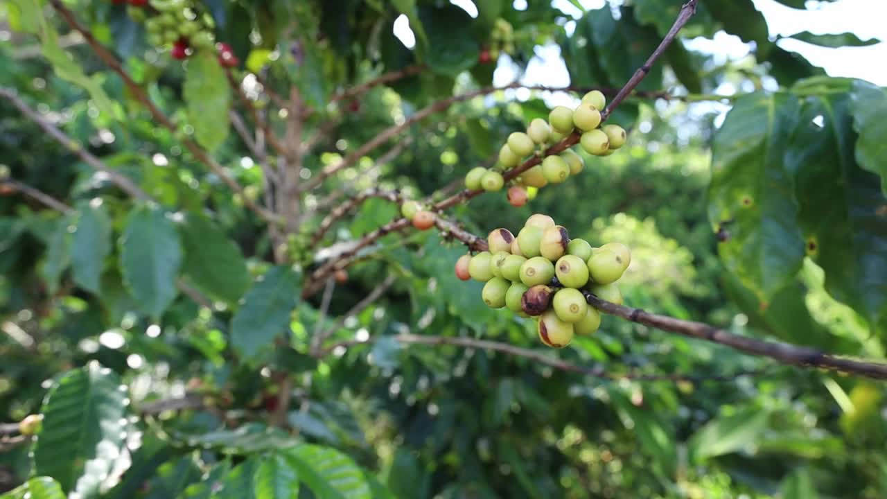 有风的日子里，生病的咖啡豆和绿叶在树上生长的特写镜头视频素材