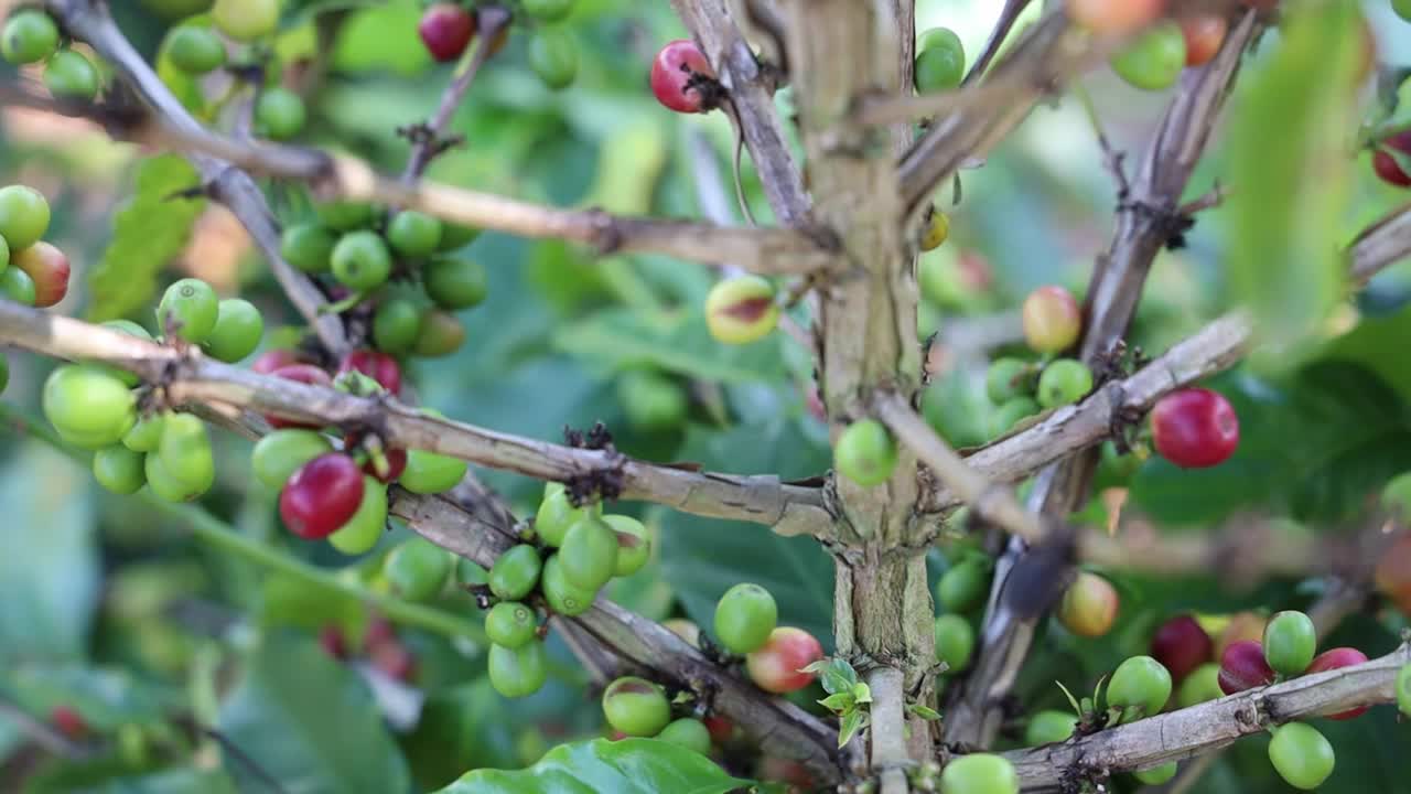 患病咖啡豆生长和树上绿叶的特写镜头视频素材