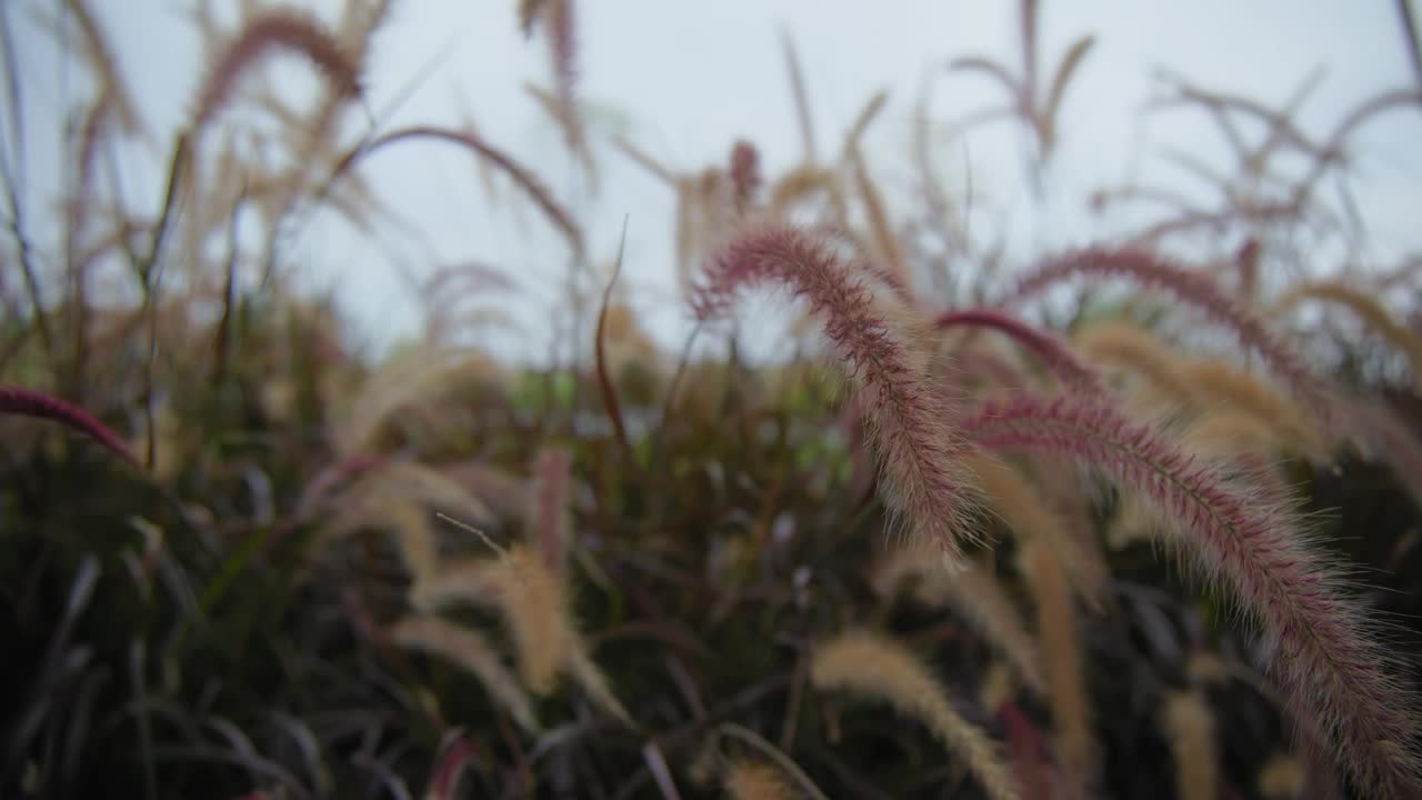 风吹紫泉草近景。视频素材