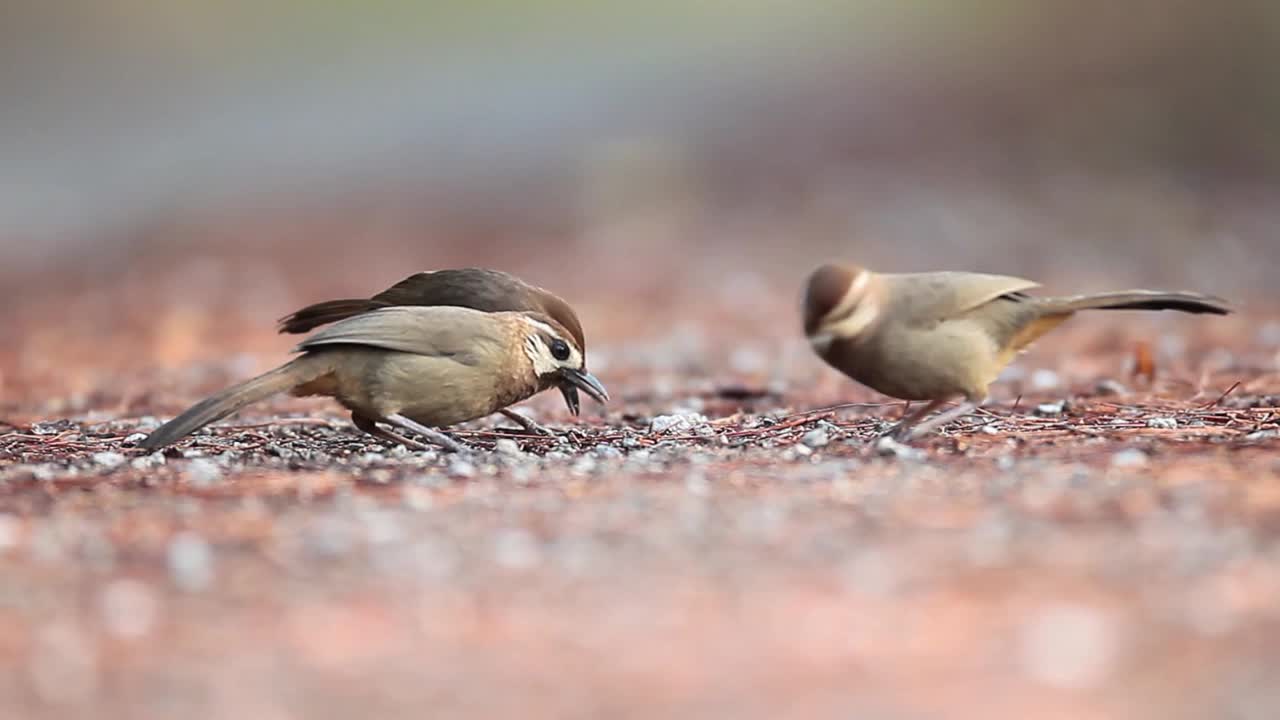 Pterorhinus sannio视频下载