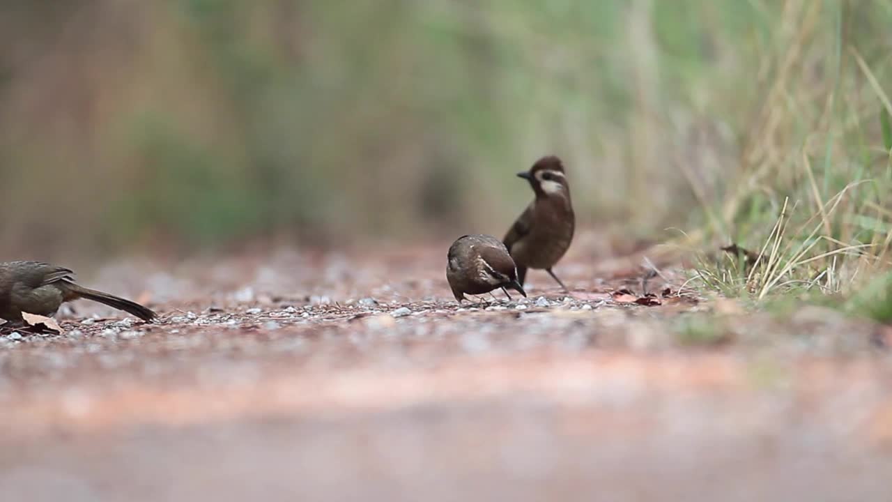 Pterorhinus sannio视频下载