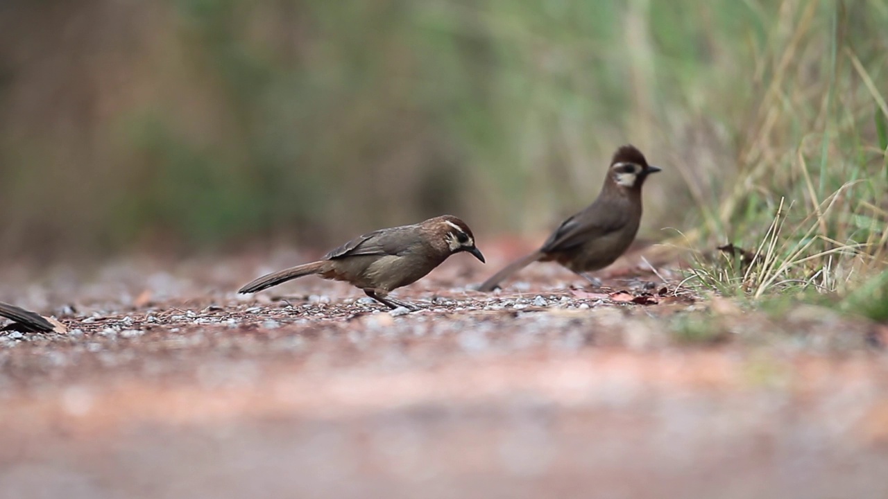 Pterorhinus sannio视频素材