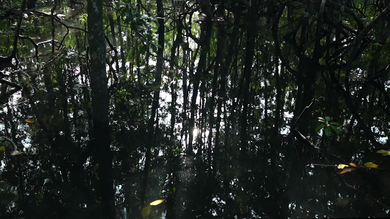 海岸红树林中，阳光从涨潮的表面反射回来。视频下载