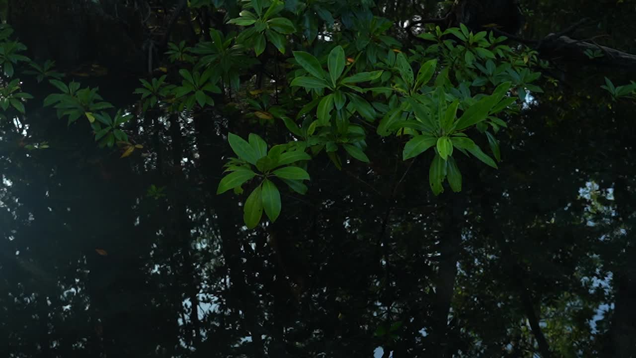 生长在海岸潮汐河床上的小红树。视频下载