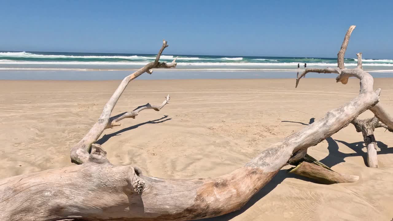 宁静海滩上的浮木视频素材