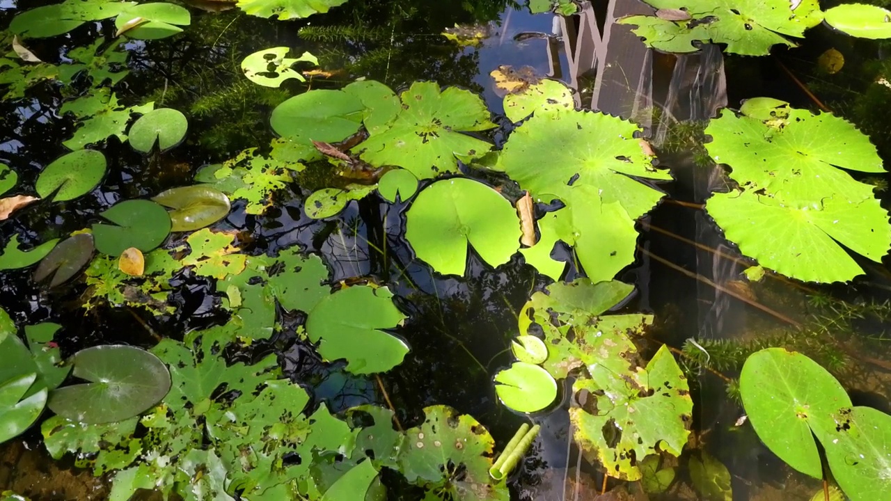 池塘生物和睡莲视频素材