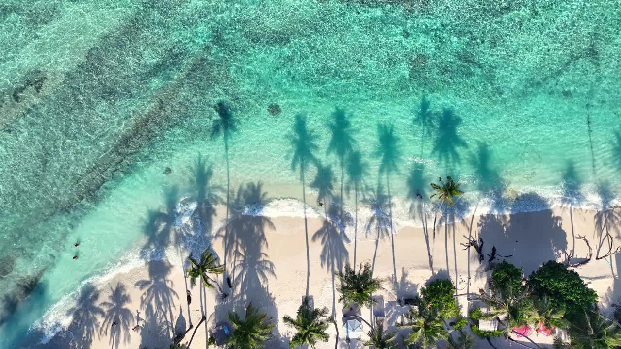 夏日棕榈树和热带海滩，蓝色的海滨背景视频素材