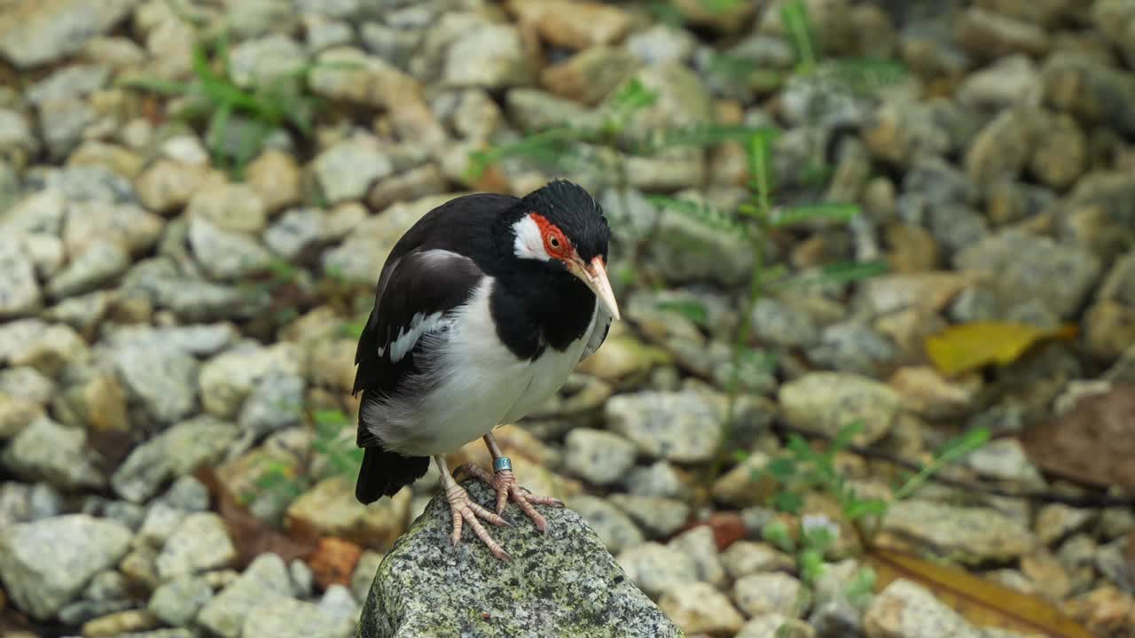 爪哇斑八哥(gracupica jalla)栖息在岩石上，梳理和清洁羽毛，这是一种极度濒危鸟类的特写镜头。视频素材