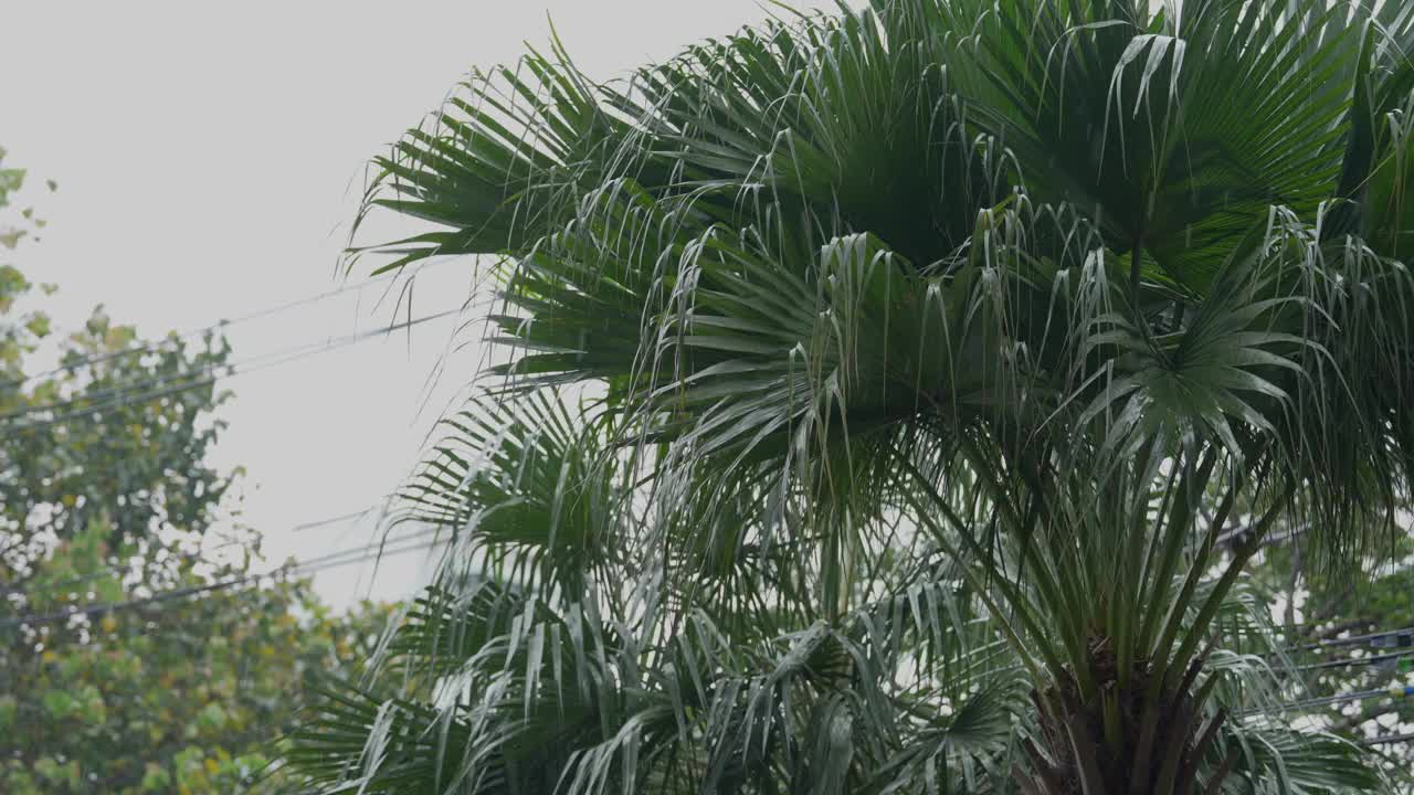 热带国家白天下雨。视频素材