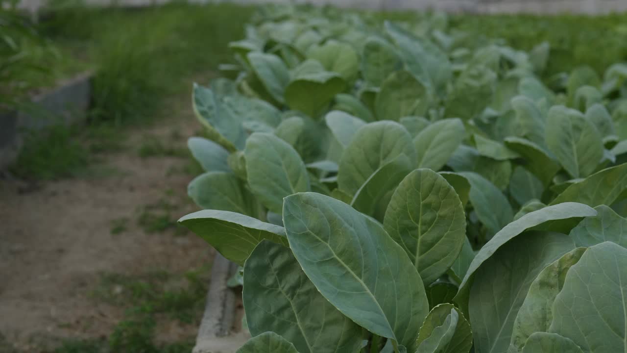 种植羽衣甘蓝地，有机菜园，为可持续生活而耕种。视频素材