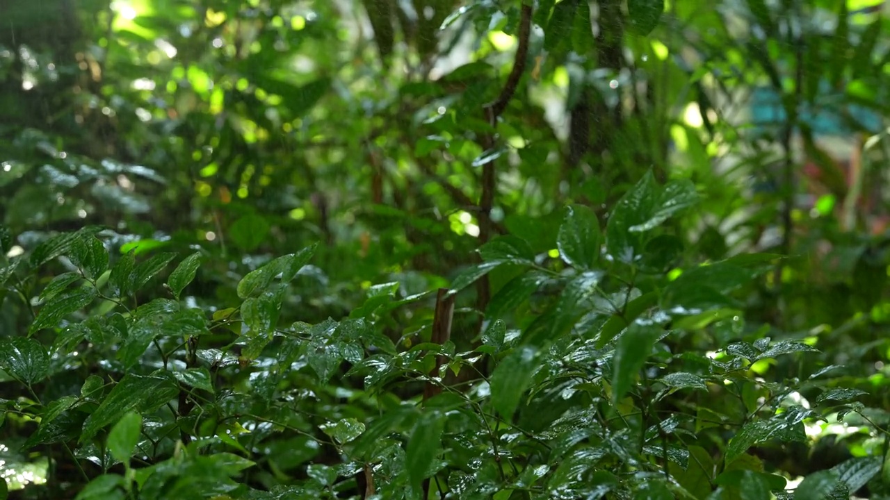 雨落在一个热带国家茂密的森林里。视频素材