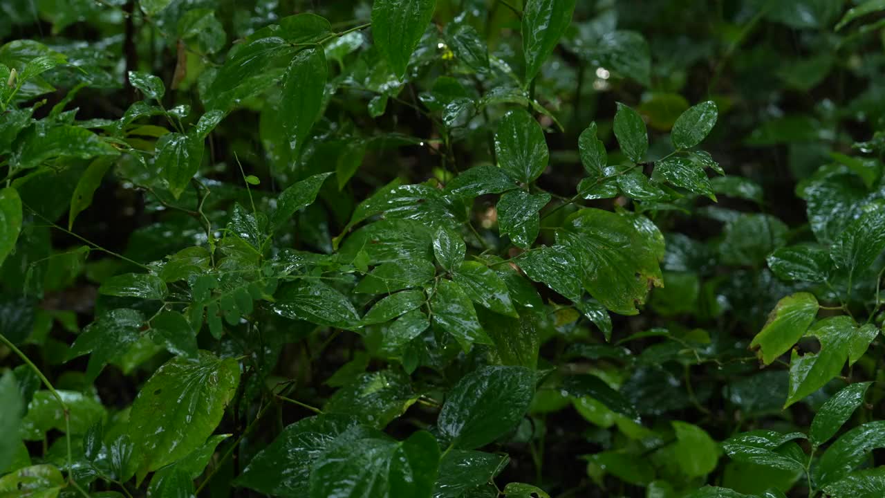 雨落在一个热带国家茂密的森林里。视频素材