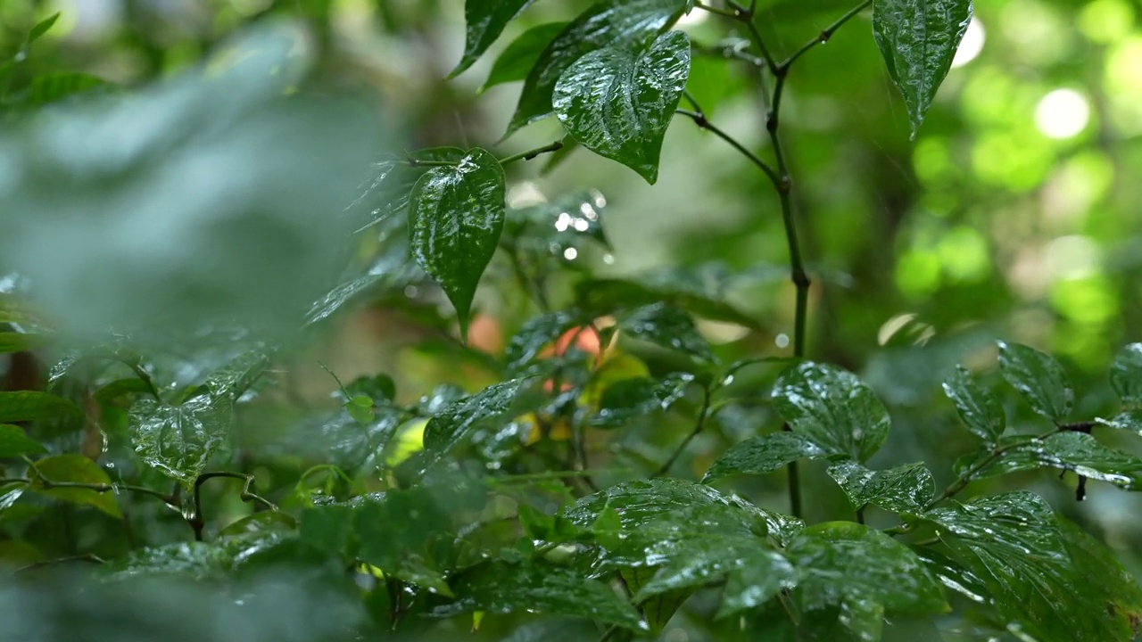 雨落在一个热带国家茂密的森林里。视频素材