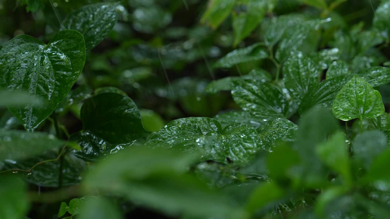 雨落在一个热带国家茂密的森林里。视频素材