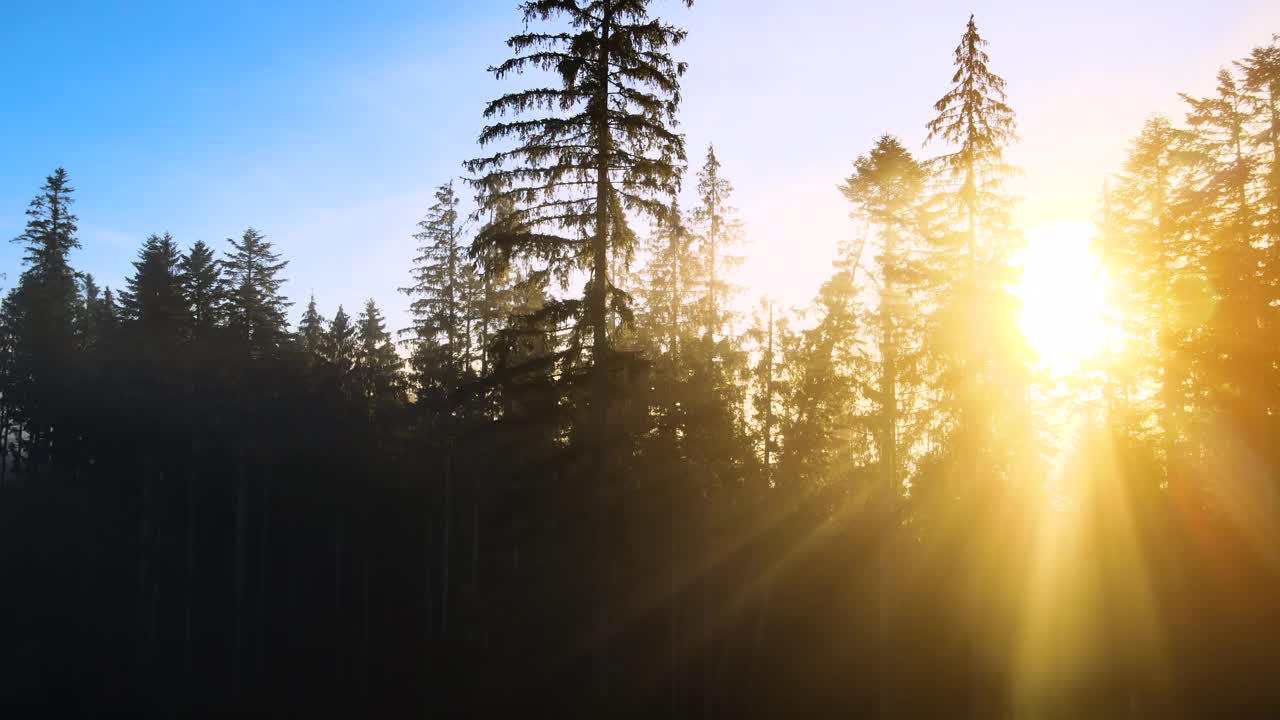 云杉林里雾蒙蒙的日出，阳光透过秋山的树枝照进来视频素材