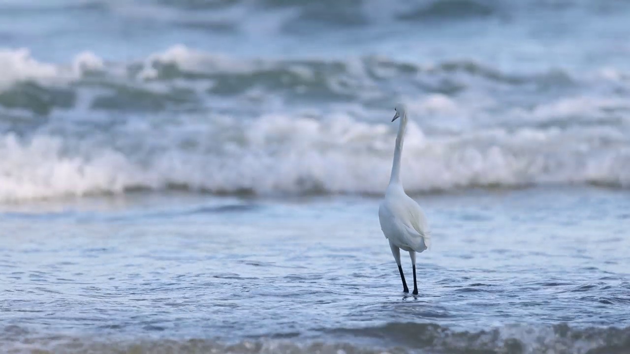 白鹭在海浪中涉水视频素材