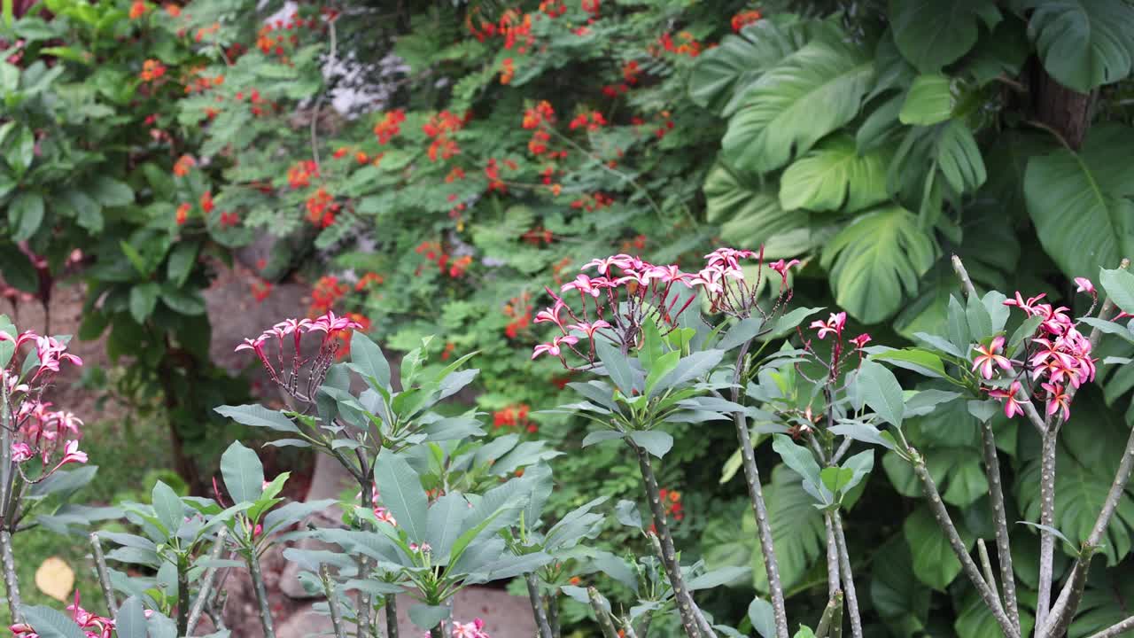 在宁静的花园里的白芷花视频素材