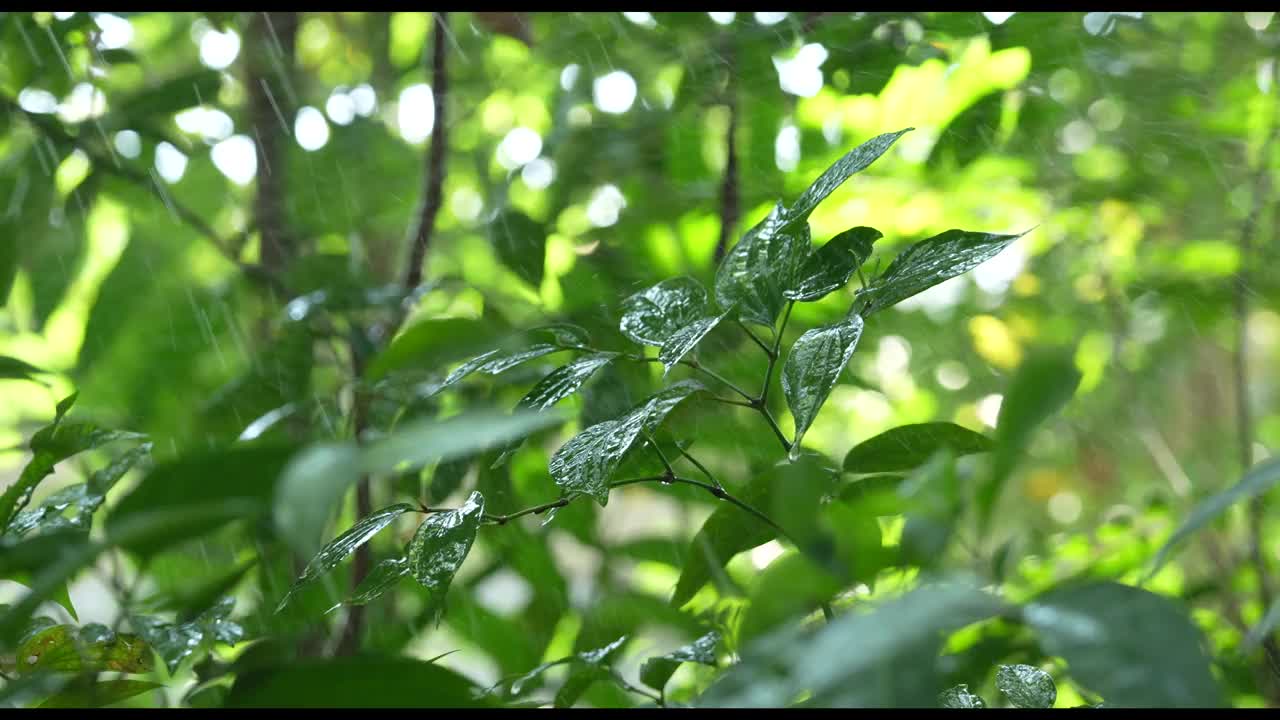 雨落在一个热带国家茂密的森林里。视频素材