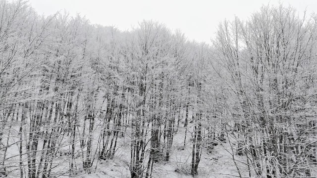 白雪覆盖的树林里的树木视频下载