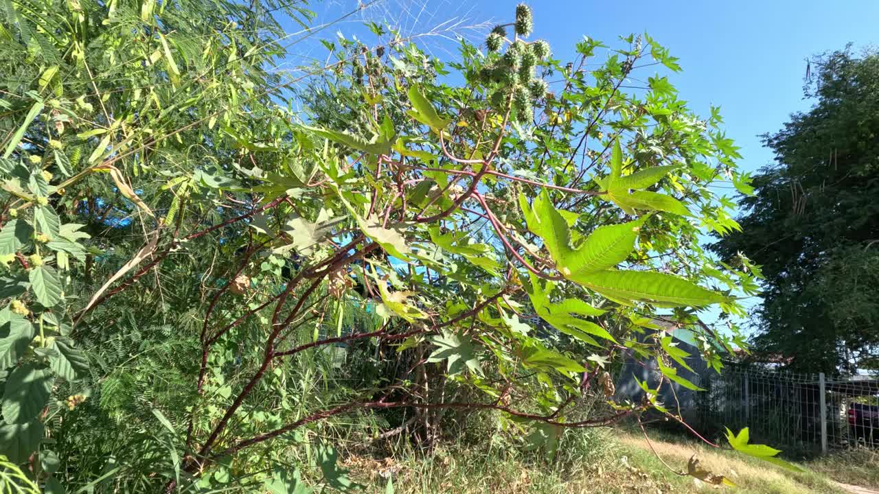 微风拂面，绿树成荫视频素材