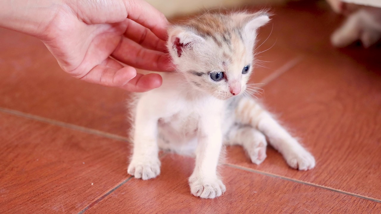 小猫在人类帮助下的第一步视频素材