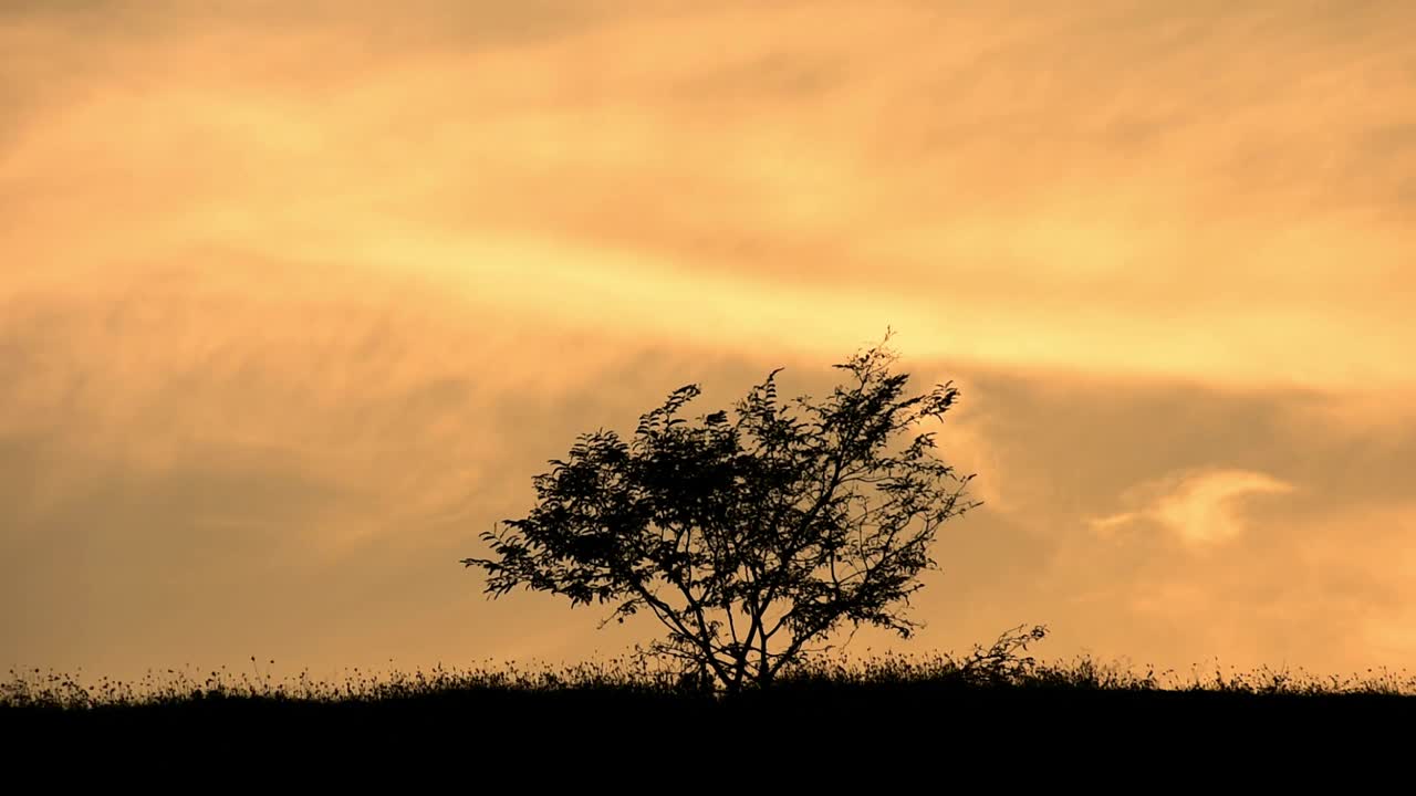 树和草的剪影被风吹过，夕阳的天空为背景视频素材