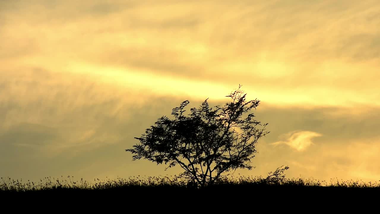 树和草的剪影被风吹过，夕阳的天空为背景视频素材