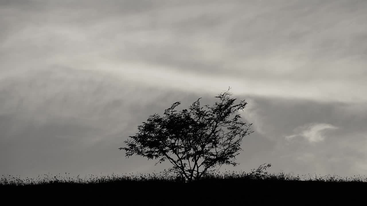 树和草的剪影被风吹过，夕阳的天空为背景视频素材